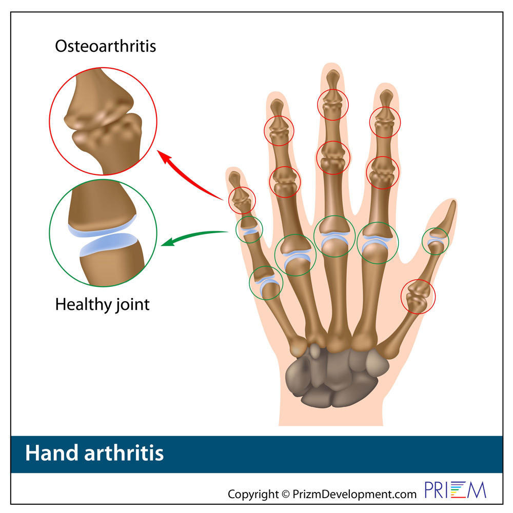 ortho-anatomy-library-celebration-orthopaedics